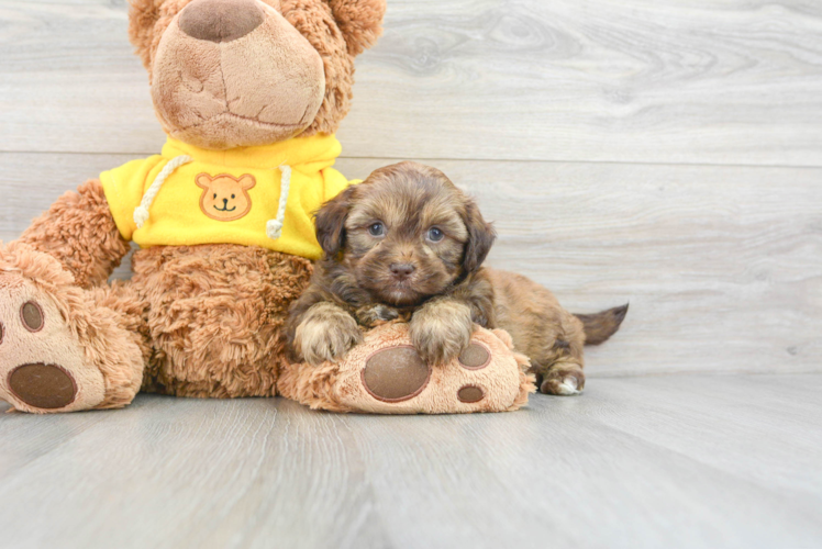 Meet Jeffrey - our Teddy Bear Puppy Photo 1/3 - Puppy Love PR Teddy Bear Puppy for Adoption