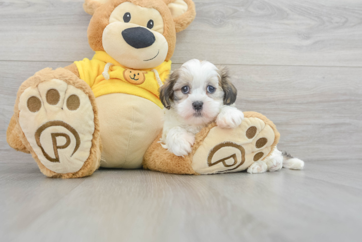 Meet Jeffrey - our Teddy Bear Puppy Photo 1/3 - Puppy Love PR Popular Teddy Bear Designer Pup