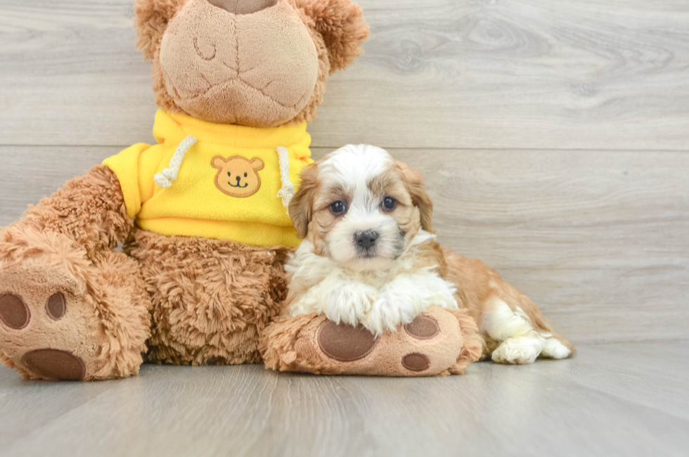 5 week old Teddy Bear Puppy For Sale - Puppy Love PR