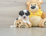 7 week old Teddy Bear Puppy For Sale - Puppy Love PR