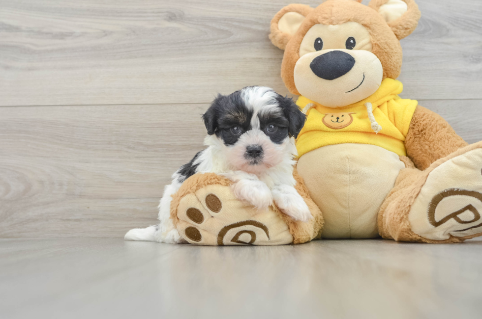 6 week old Teddy Bear Puppy For Sale - Puppy Love PR