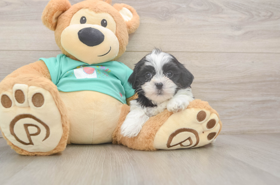 5 week old Teddy Bear Puppy For Sale - Puppy Love PR