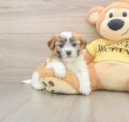 9 week old Teddy Bear Puppy For Sale - Puppy Love PR