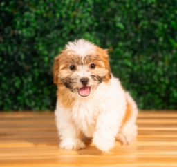 10 week old Teddy Bear Puppy For Sale - Puppy Love PR