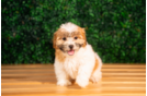 Teddy Bear Pup Being Cute