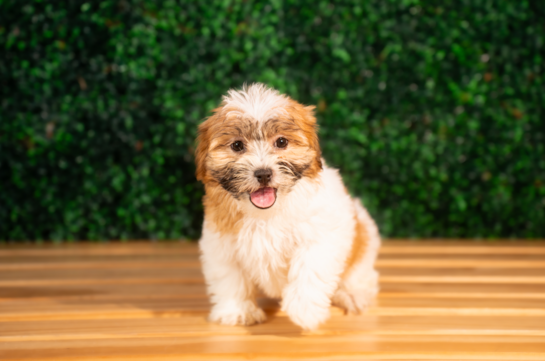 Teddy Bear Pup Being Cute