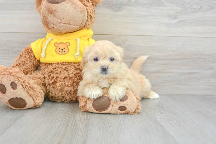 Meet Joann - our Teddy Bear Puppy Photo 1/3 - Puppy Love PR Teddy Bear Puppy for Adoption