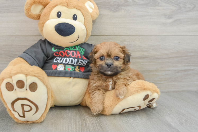 Meet Joann - our Teddy Bear Puppy Photo 1/3 - Puppy Love PR Smart Teddy Bear Designer Pup