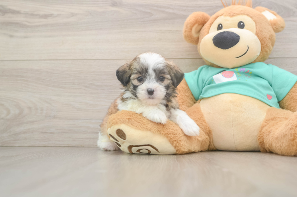 5 week old Teddy Bear Puppy For Sale - Puppy Love PR