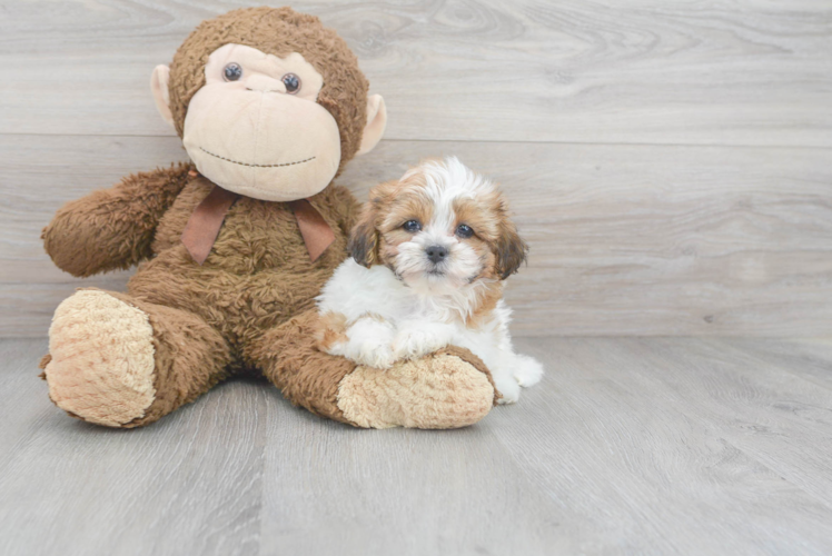 Teddy Bear Pup Being Cute