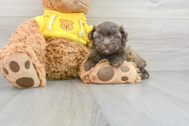 Meet Karissa - our Teddy Bear Puppy Photo 1/3 - Puppy Love PR Little Shi Chon Designer Puppy