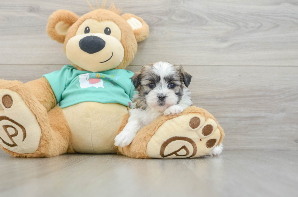 6 week old Teddy Bear Puppy For Sale - Puppy Love PR