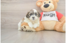 Smart Teddy Bear Designer Pup