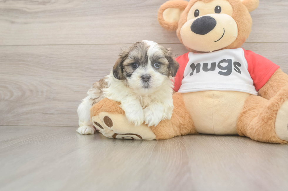 5 week old Teddy Bear Puppy For Sale - Puppy Love PR