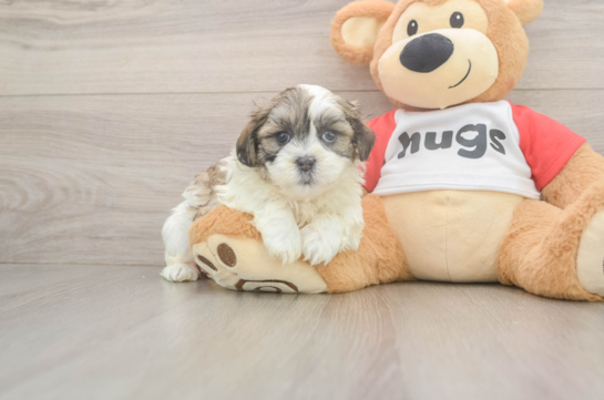 Smart Teddy Bear Designer Pup