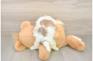Teddy Bear Puppy for Adoption