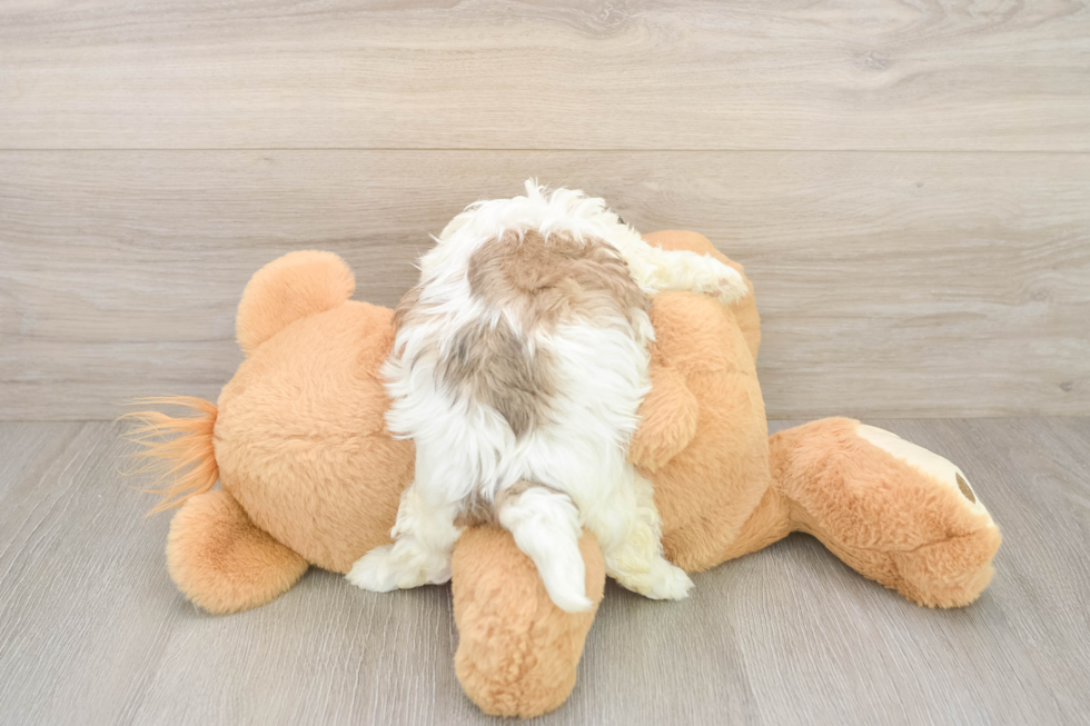 Teddy Bear Puppy for Adoption