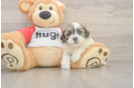 Teddy Bear Pup Being Cute