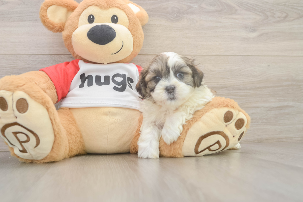 Teddy Bear Pup Being Cute