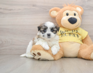 5 week old Teddy Bear Puppy For Sale - Puppy Love PR