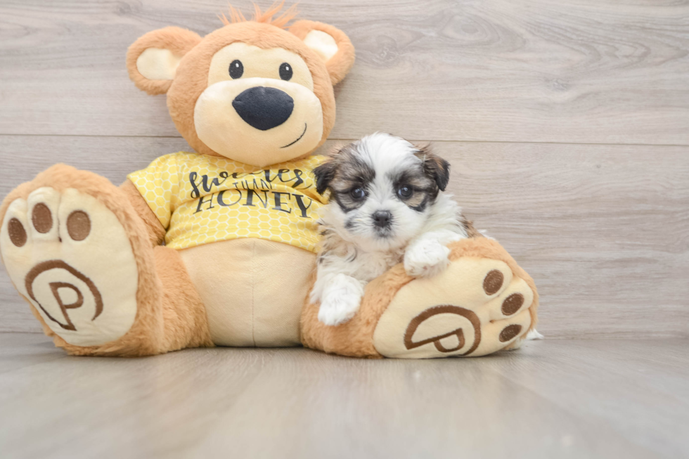 Best Teddy Bear Baby