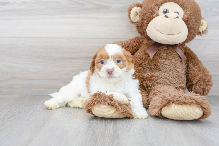 Meet Karissa - our Teddy Bear Puppy Photo 1/3 - Puppy Love PR Cute Teddy Bear Baby