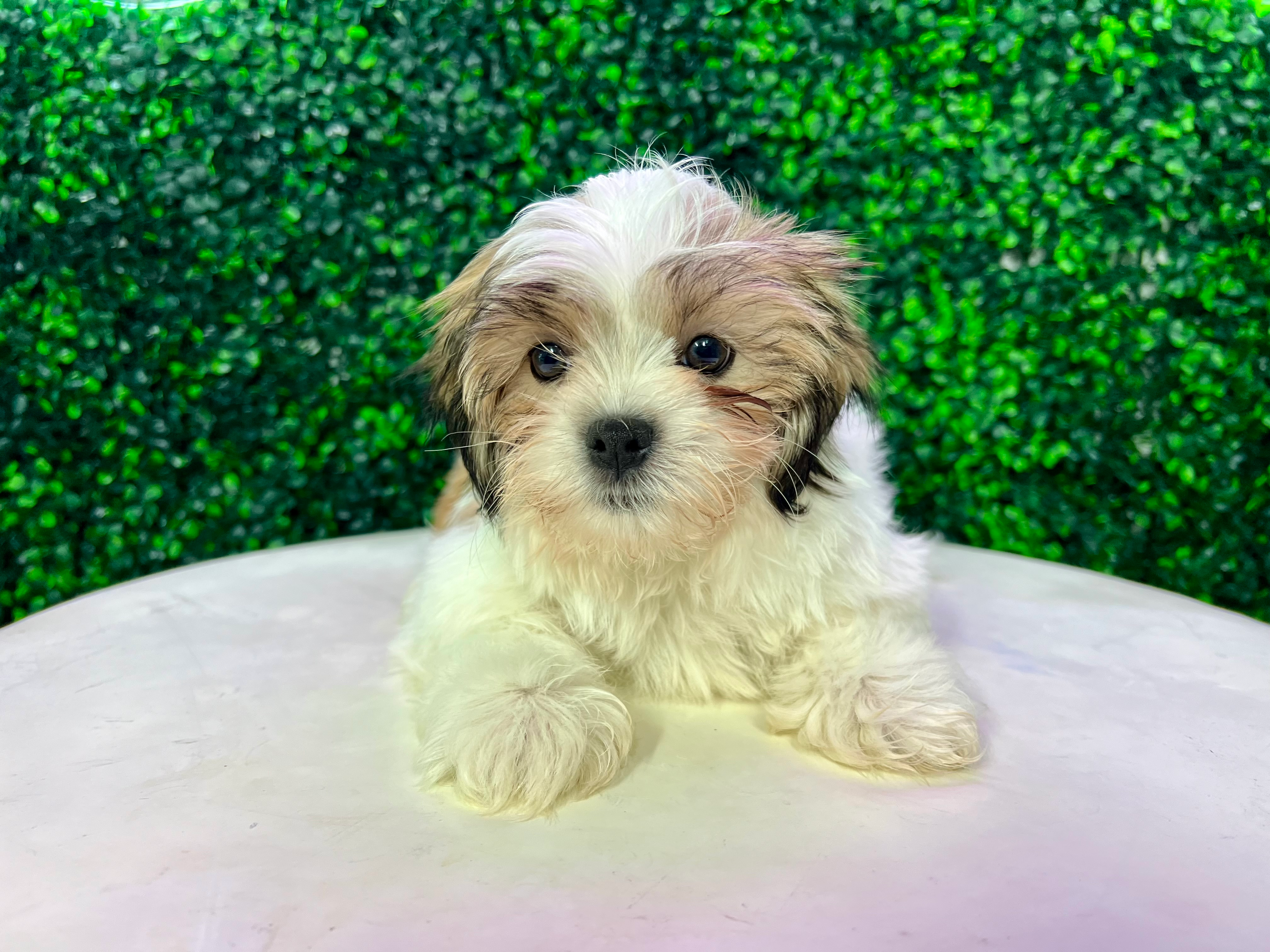 Teddy Bear Pup Being Cute
