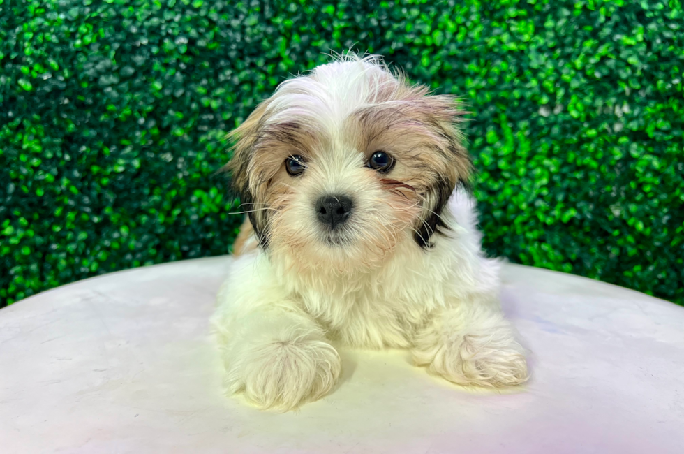 11 week old Teddy Bear Puppy For Sale - Puppy Love PR