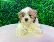 12 week old Teddy Bear Puppy For Sale - Puppy Love PR