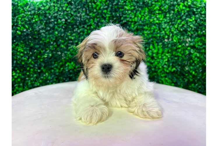 Meet Keaton - our Teddy Bear Puppy Photo 1/4 - Puppy Love PR Teddy Bear Pup Being Cute