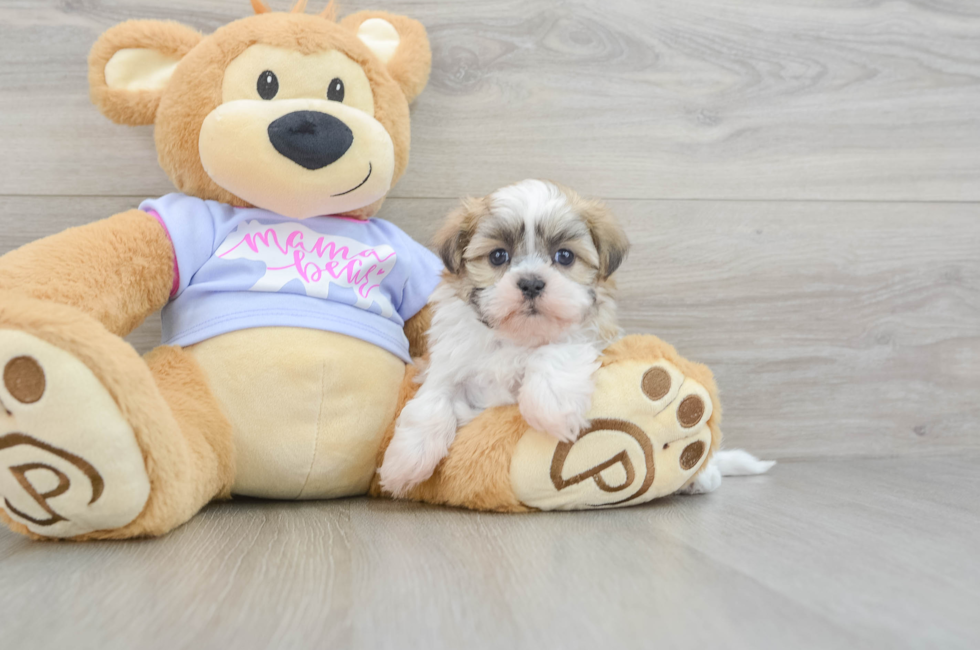 5 week old Teddy Bear Puppy For Sale - Puppy Love PR