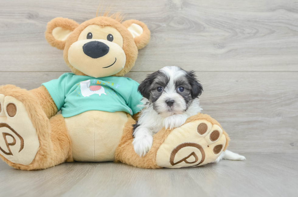 6 week old Teddy Bear Puppy For Sale - Puppy Love PR