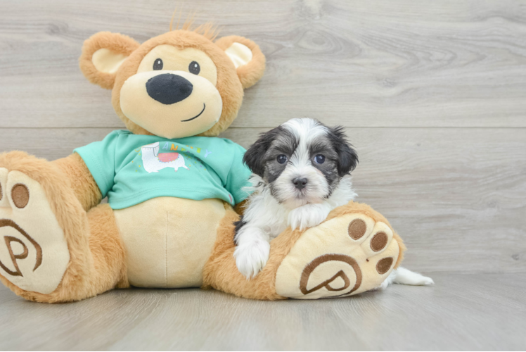 Meet Keaton - our Teddy Bear Puppy Photo 1/3 - Puppy Love PR Teddy Bear Pup Being Cute