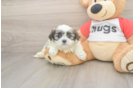 Teddy Bear Puppy for Adoption