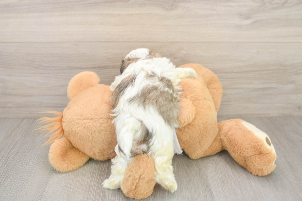 Best Teddy Bear Baby