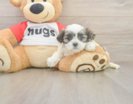 7 week old Teddy Bear Puppy For Sale - Puppy Love PR