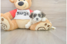 Teddy Bear Pup Being Cute