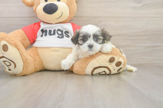 Teddy Bear Pup Being Cute