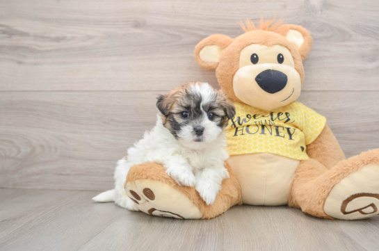 Adorable Shi Chon Designer Puppy