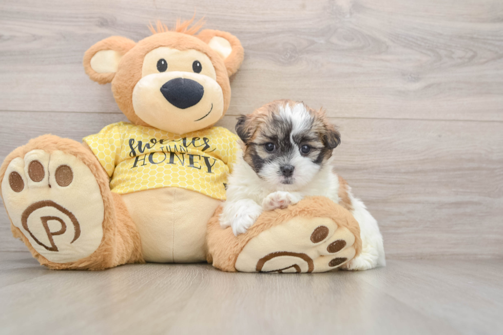 Cute Teddy Bear Baby