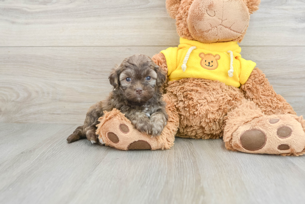 Best Teddy Bear Baby