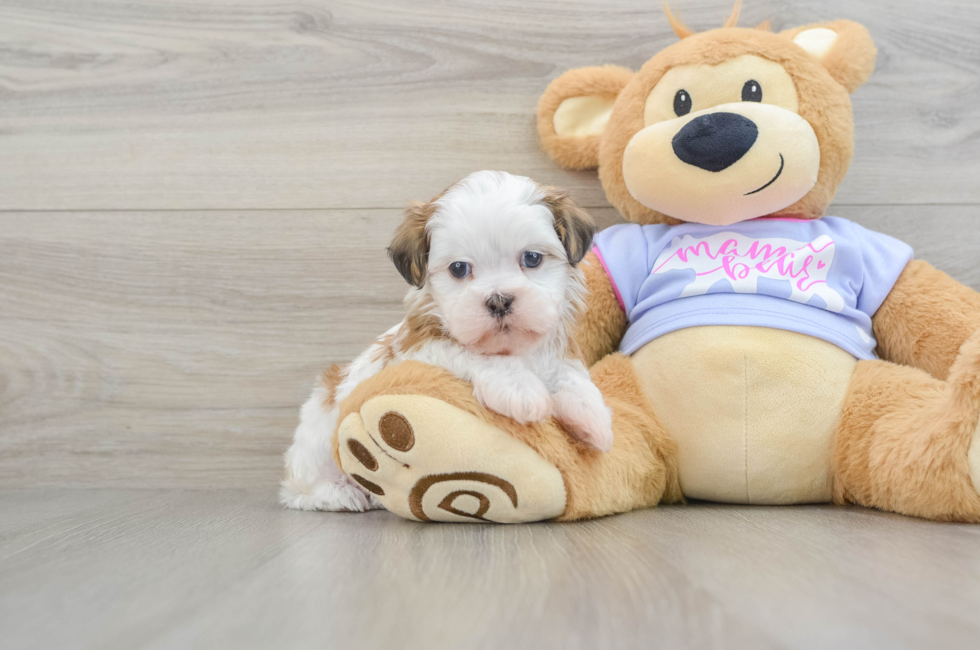 5 week old Teddy Bear Puppy For Sale - Puppy Love PR