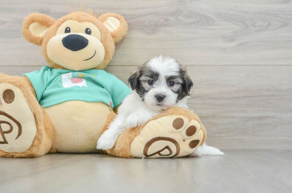 6 week old Teddy Bear Puppy For Sale - Puppy Love PR