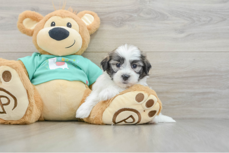 Meet Keene - our Teddy Bear Puppy Photo 1/3 - Puppy Love PR Adorable Shi Chon Designer Puppy