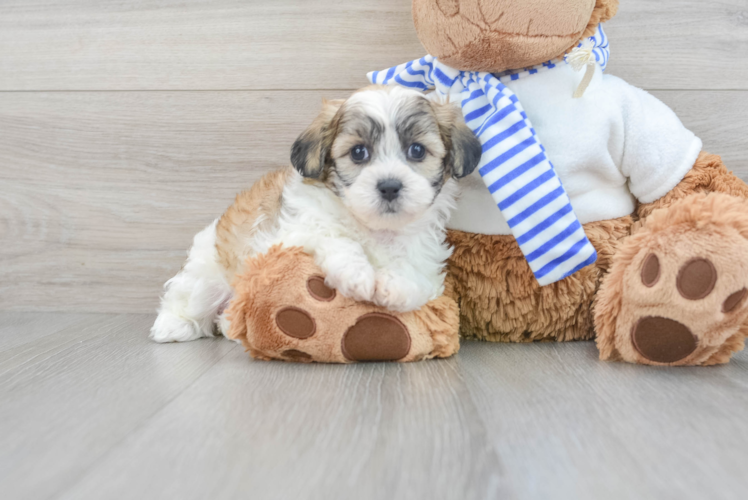 Teddy Bear Pup Being Cute