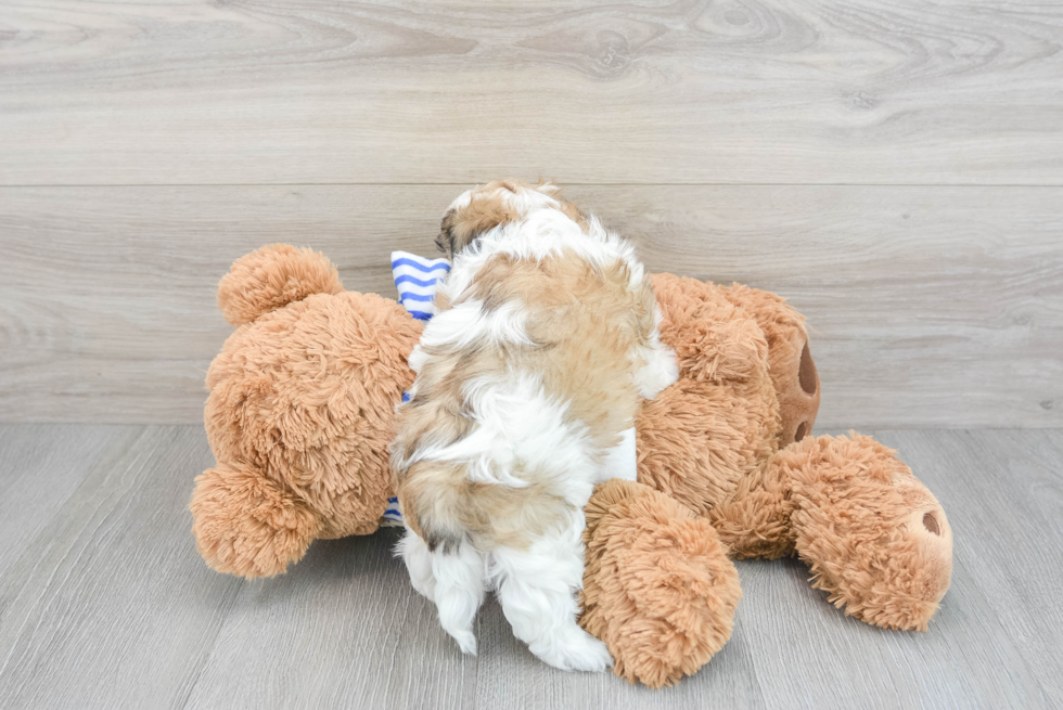 Smart Teddy Bear Designer Pup