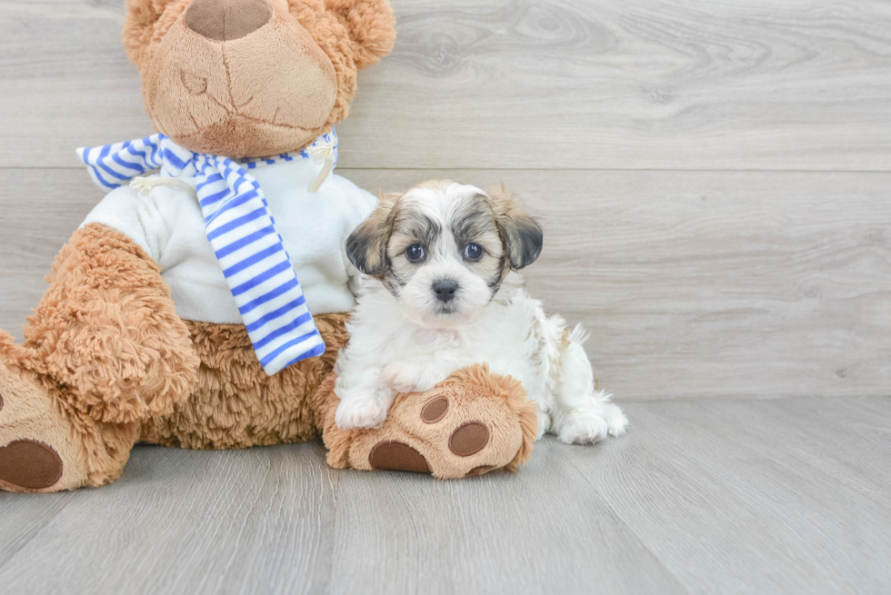 Teddy Bear Pup Being Cute