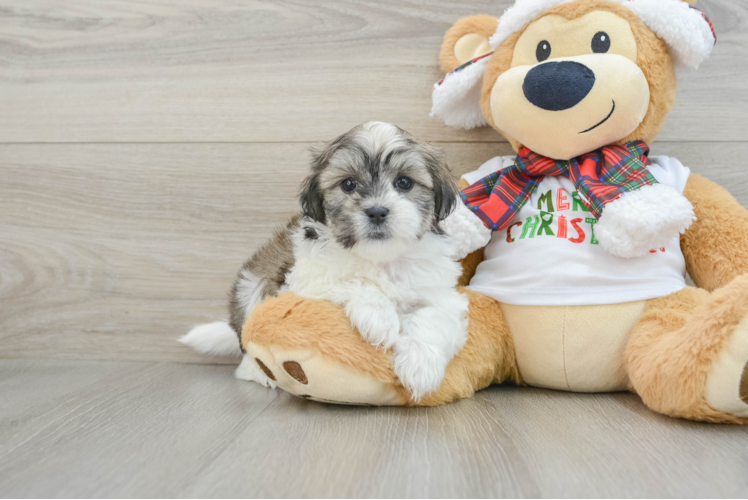 Meet Kelly - our Teddy Bear Puppy Photo 1/3 - Puppy Love PR Cute Teddy Bear Baby