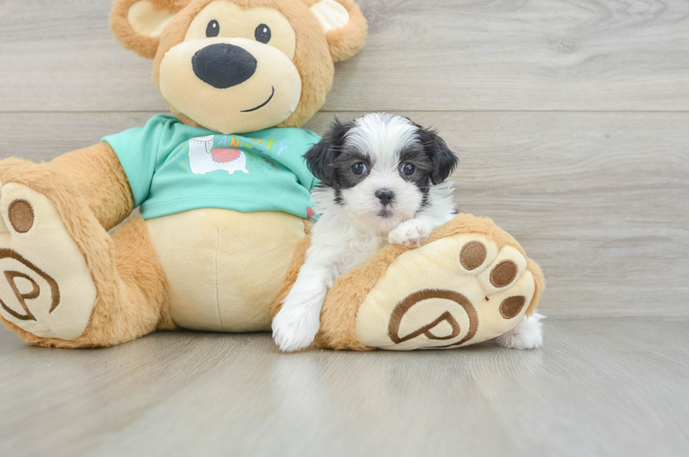 6 week old Teddy Bear Puppy For Sale - Puppy Love PR
