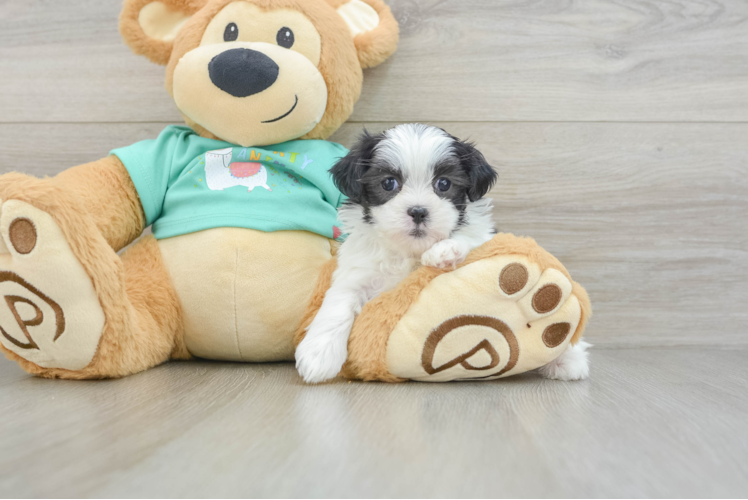 Meet Kelly - our Teddy Bear Puppy Photo 1/3 - Puppy Love PR Teddy Bear Puppy for Adoption